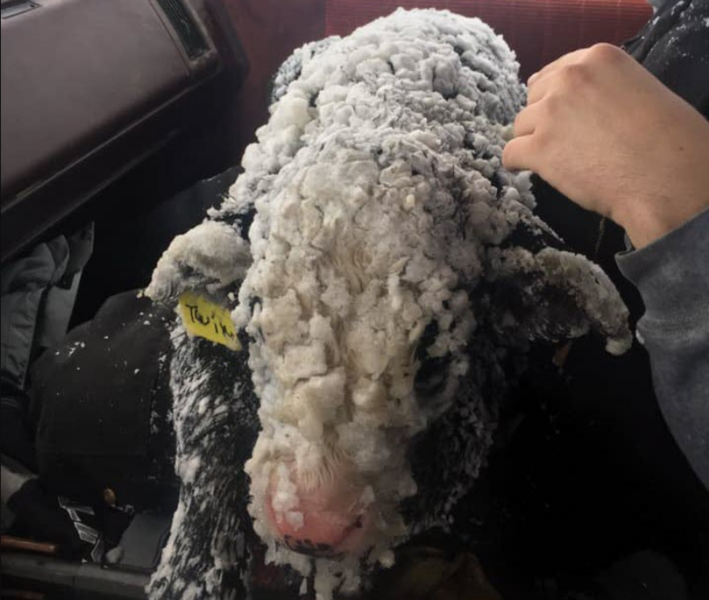 Oreo The Calf