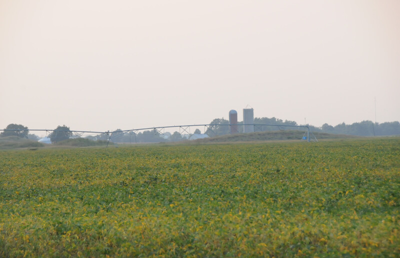Soybean field with farmstead in the background. farmland_soybeans (8)