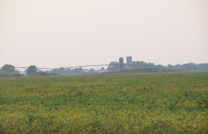Soybean field with farmstead in the background. farmland_soybeans (8)
