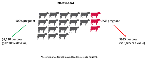 Pregnancy-graphic