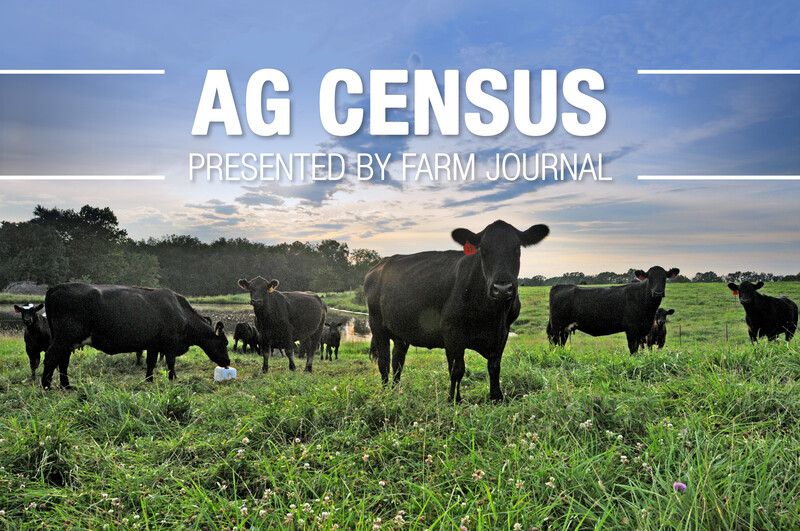 Ag Census Cattle