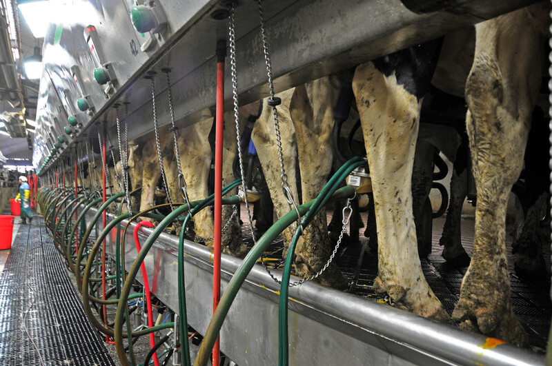 Steve Whitesides and his son Derek own dairies in Idaho and Hawaii. (MILK April 2016 Cover Story) Whitesides Dairy 005