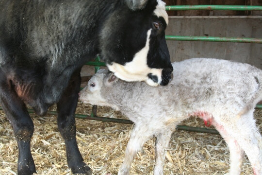 Cow and calf Calves2 075 (540x360)