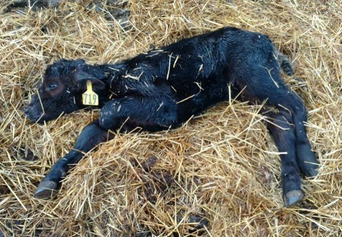 Calf Scours Calf Scours