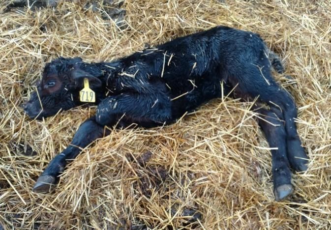 Calf Scours Calf Scours