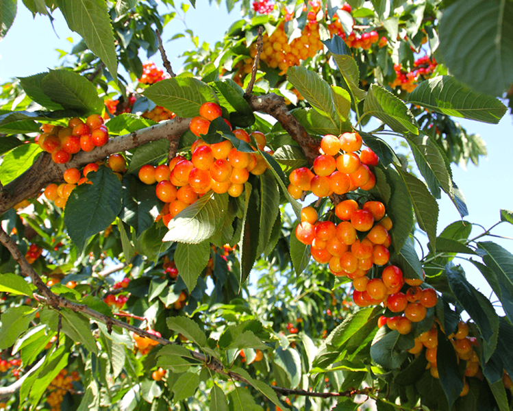 Chelan_rainier-cherries-on-tree