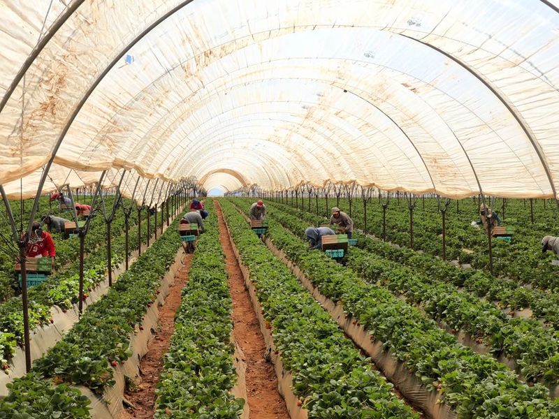 Field of Strawberries