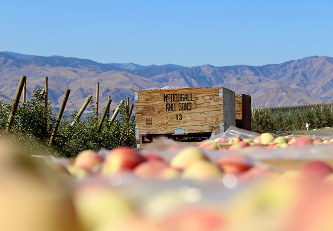 CMI_orchard_web