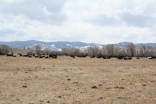 Wyoming cows IMG_1175 (500x333)