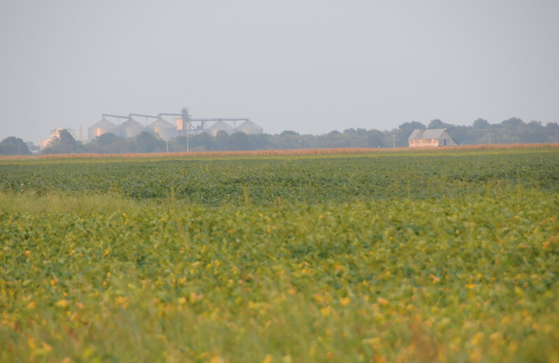 Soybean field with farmstead in the background. farmland_soybeans (12)