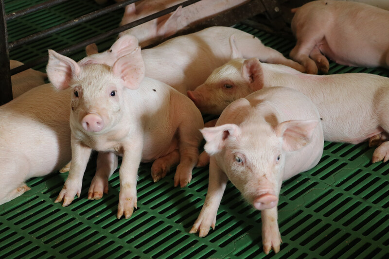 Pigs on Leon Sheets Farm