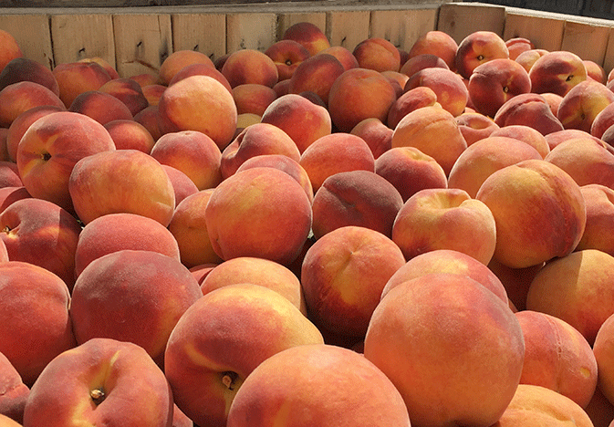 New-Jersey-peaches_WEB
