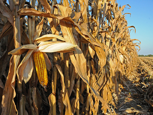 corn ready for harvest Mature corn