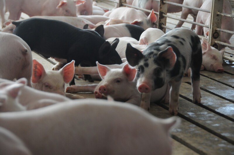 Piglets in hog barn Piglets_pigs_baby swine (63)