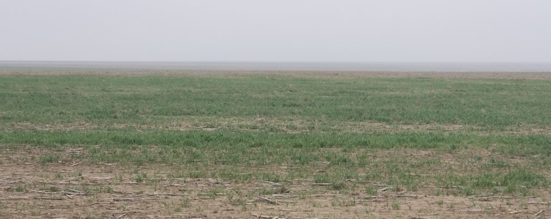 Poor looking winter wheat field along the path of the Kansas wheat tour in May 2018 Kansas Wheat tour 2018