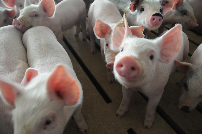 Piglets in hog barn Piglets_pigs_baby swine (8)