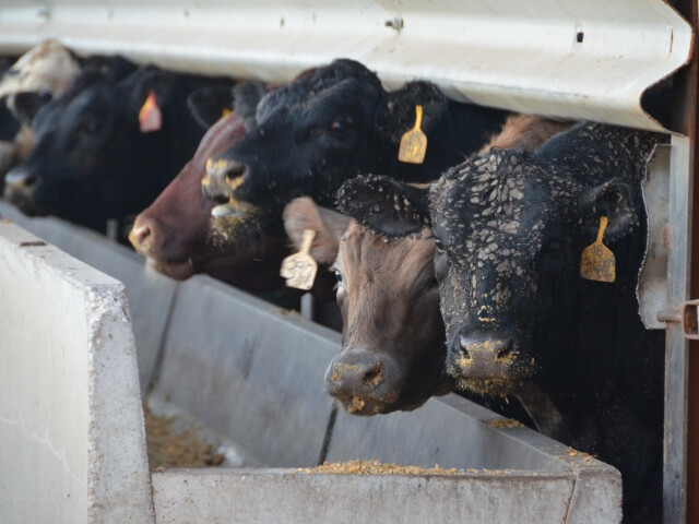 BT Feedlot Cattle Bunk_1