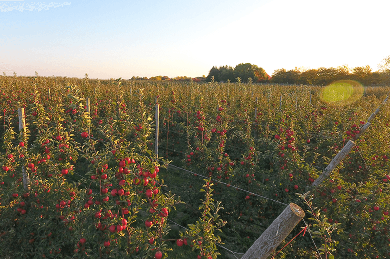 Koru-apple-orchard