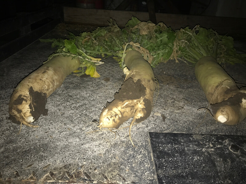Radish