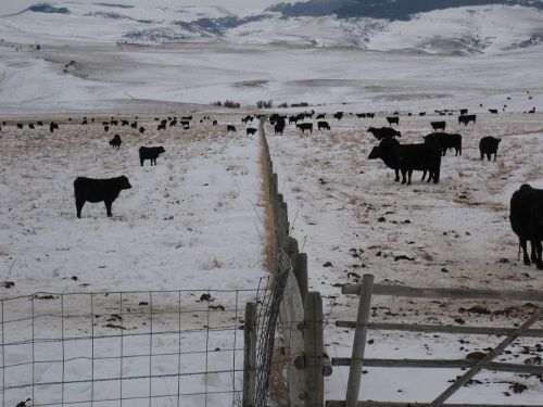 Fenceline Weaning Fenceline calves (500x375)