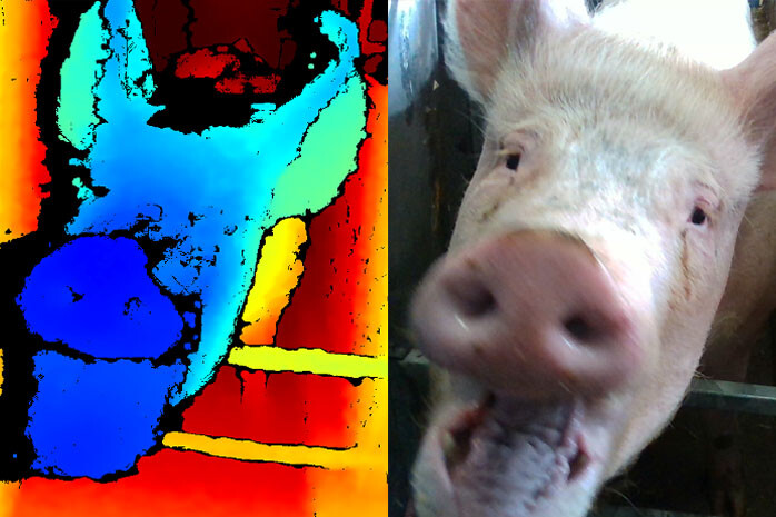 Facial recognition technology aims to assess the emotional state of pigs