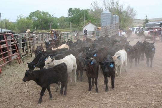 Calves Rabbit Creek 2012 213 (540x360)