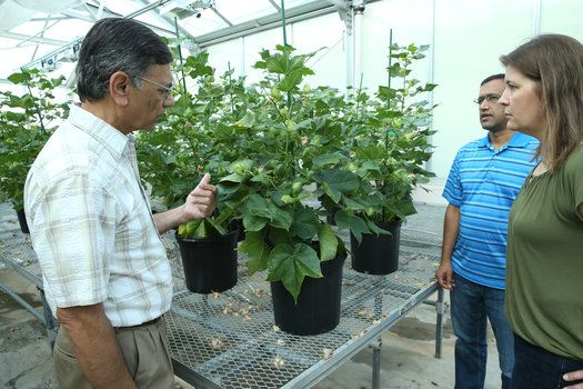 In a greenhouse at Texas A & M, photo of professor Keerti S. Rathore, who conducts cotton research. (July 2018) Prof Keerti S. Rathore