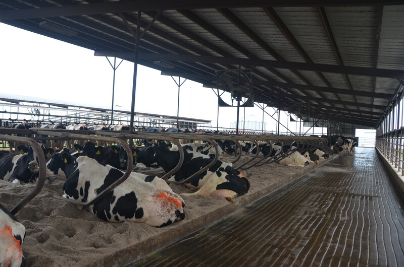Heins Family Farms in Higginsville, MO. Heins Family Farms 19