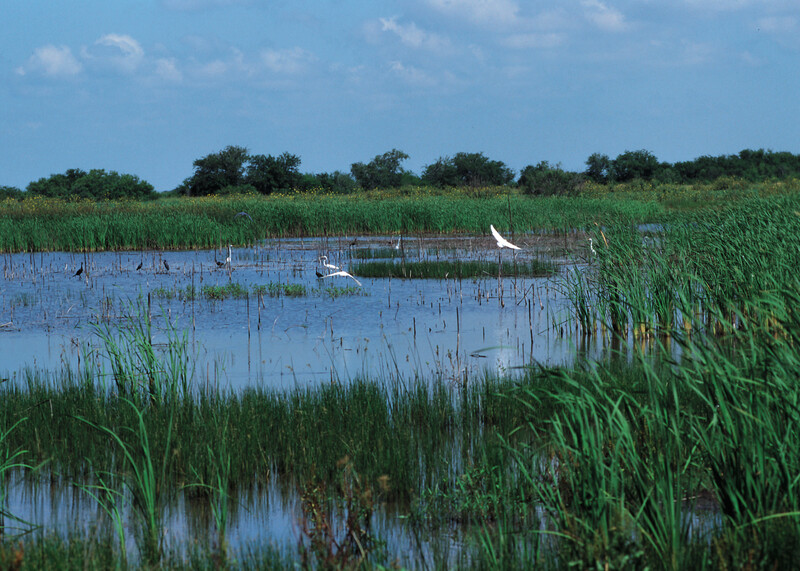 Restored wetland in Iowa NRCS_Iowa_wetland