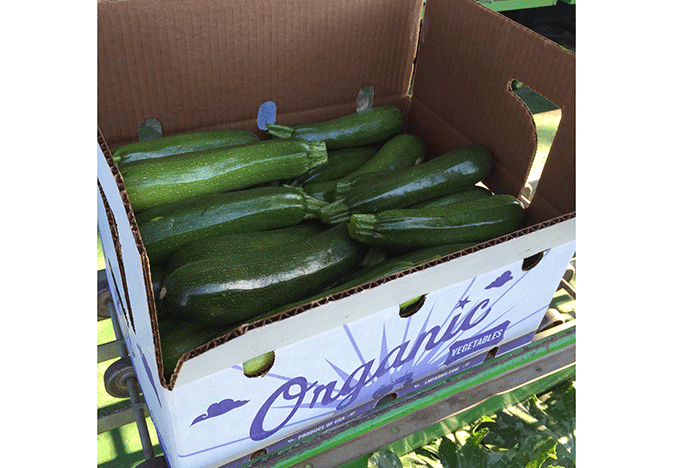 LM-Branford---Organic-Zucchin_WEBi