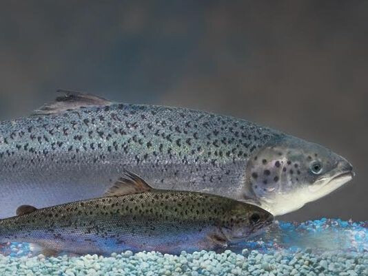 AquAdvantage Salmon AquAdvantage Salmon