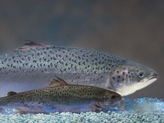 AquAdvantage Salmon AquAdvantage Salmon