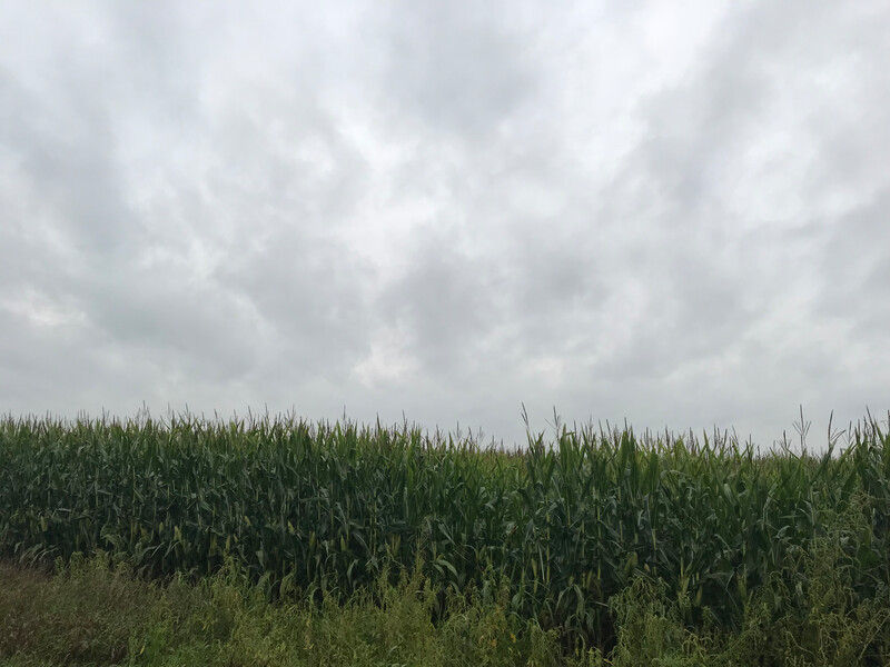Storm Corn