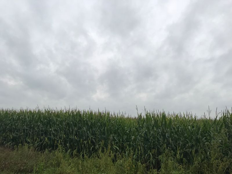 Storm Corn