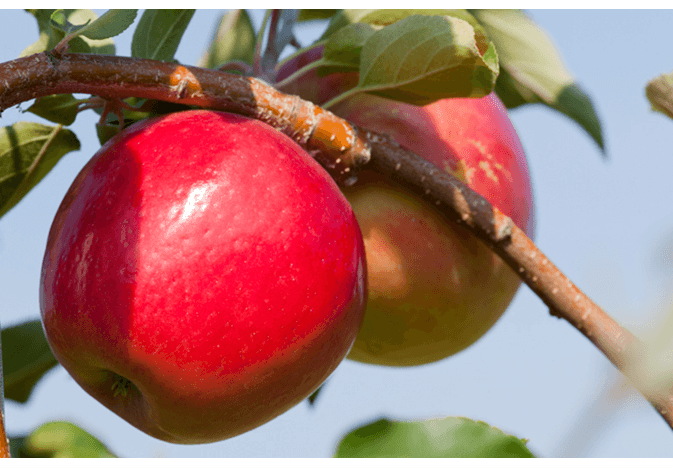 First Kiss apple web