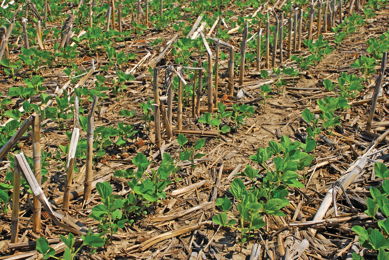 No-till soybeans No-till soybeans