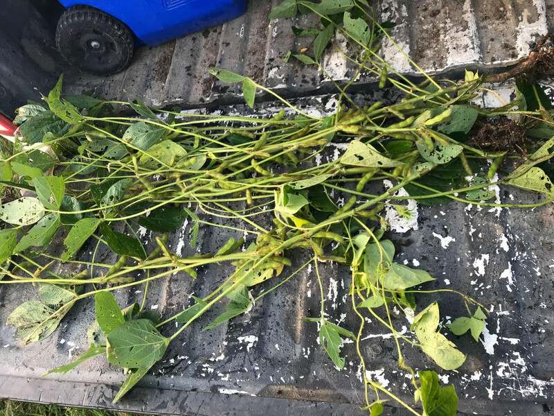 Crop Tour 2018