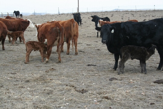 Cows and calves Calves1 020 (540x360)