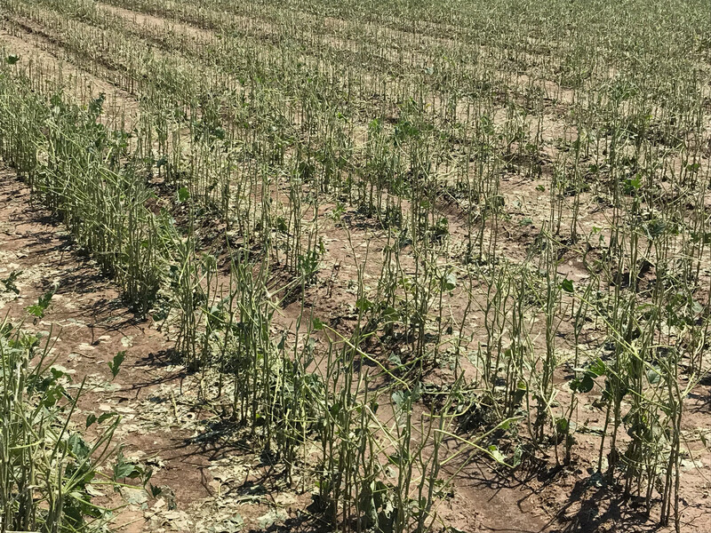 STRIPPED — Soybean plants stripped of their leaves by a hailstorm July 21, 2018, near McRae, Arkansas. (U of A System Division of Agriculture photo by Jeremy Ross) Storm battered soybeans