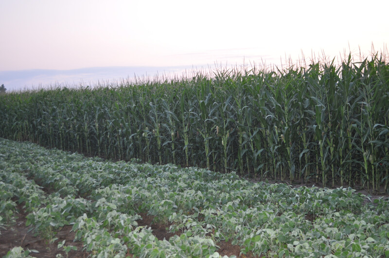 Corn photos from MI Corn College 2014. Corn 09
