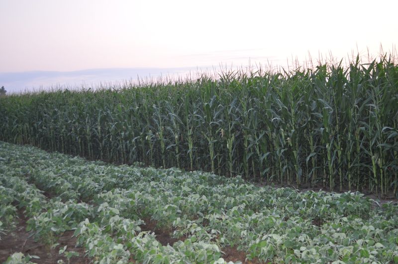 Corn photos from MI Corn College 2014. Corn 09