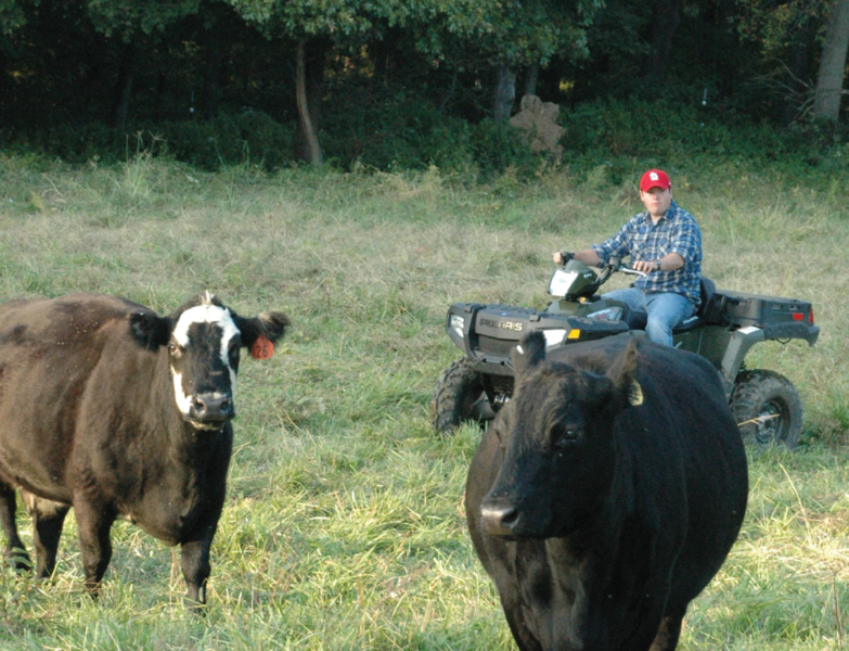 utv_cattle.png