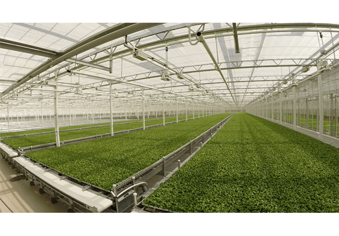 Little Leaf Farms greenhouse