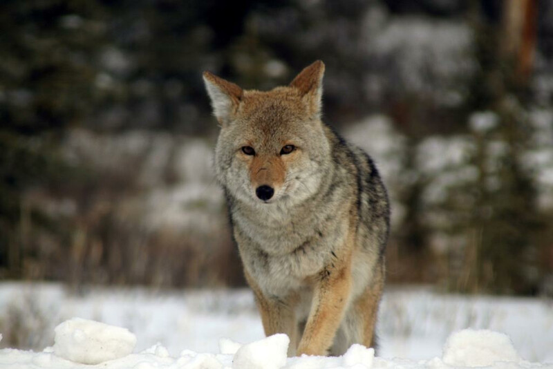 Coyote Snow