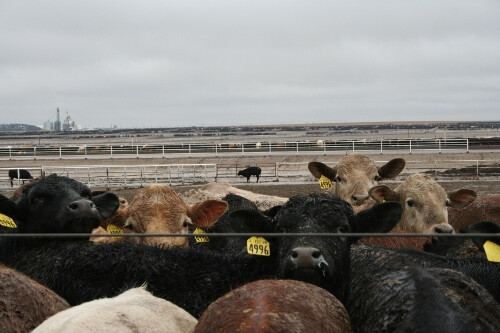 Feedyard Calves Feedyard calves (500x333)