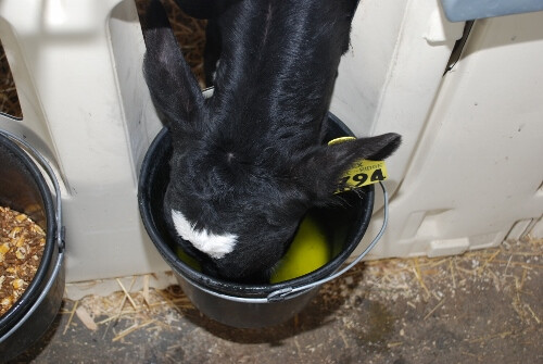 Dairy Calf Calf feeding (500x335)