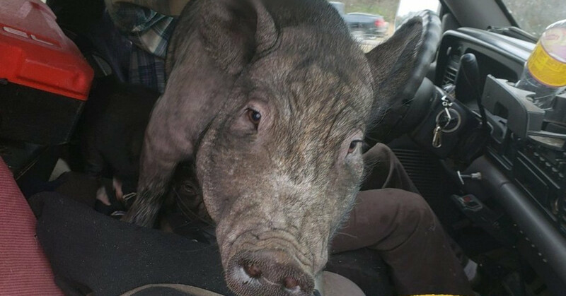 Lap Pig
