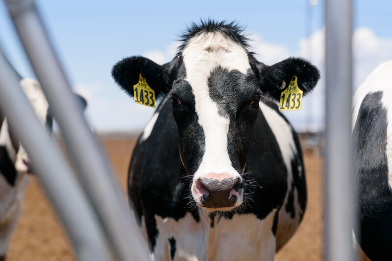 Las Uvas Valley Dairy photos from the September 2017 issue of FJ MILK. 10,500 cow dairy with 160 employees. Las Uvas Valley Dairy 11