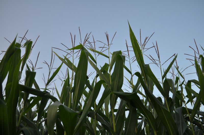 Corn photos from MI Corn College 2014. Corn 03