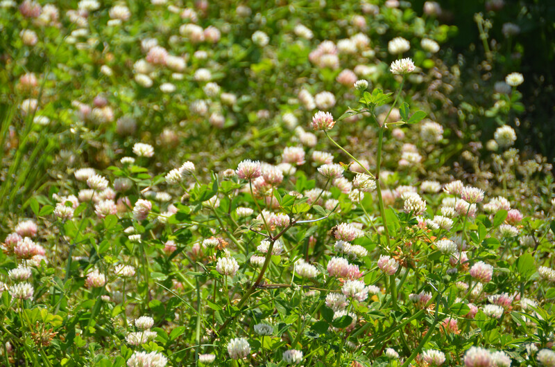 Cover Crop